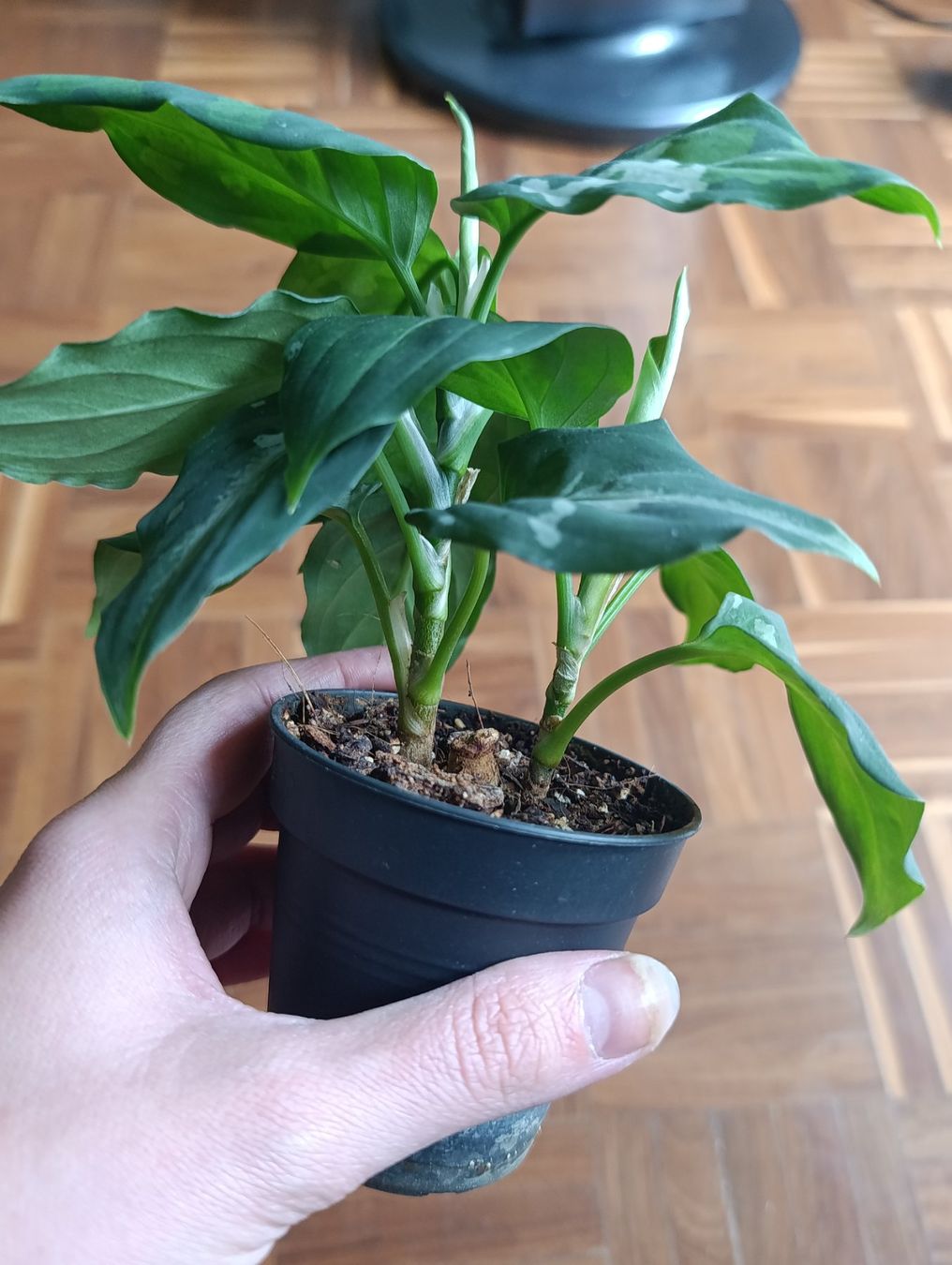 Piante & sementi: Aglaonema pictum tricolor – Usato da Baar venduto da L.isa28 3