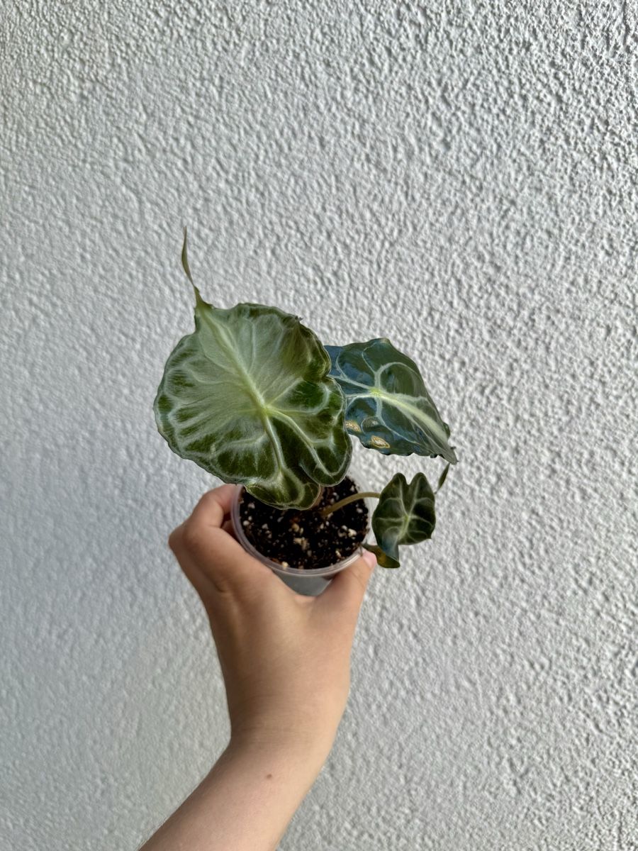 Piante & sementi: Alocasia Venom  – Nuovo (secondo la descrizione) da La Tour-de-Trême venduto da LyAmy 1
