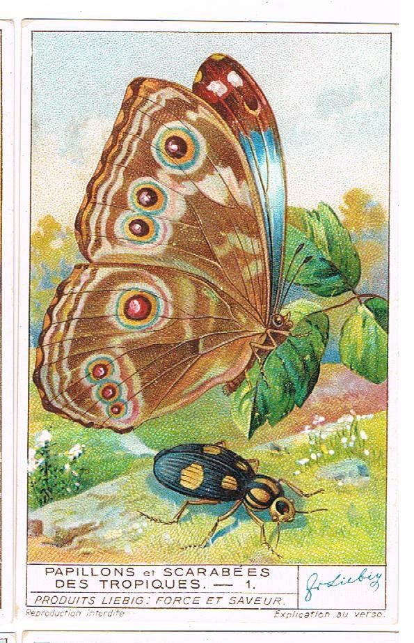 Grafica & Litografie: Cartes publicitaires - Chromo – Usato da Genève venduto da edelweiss1900 3