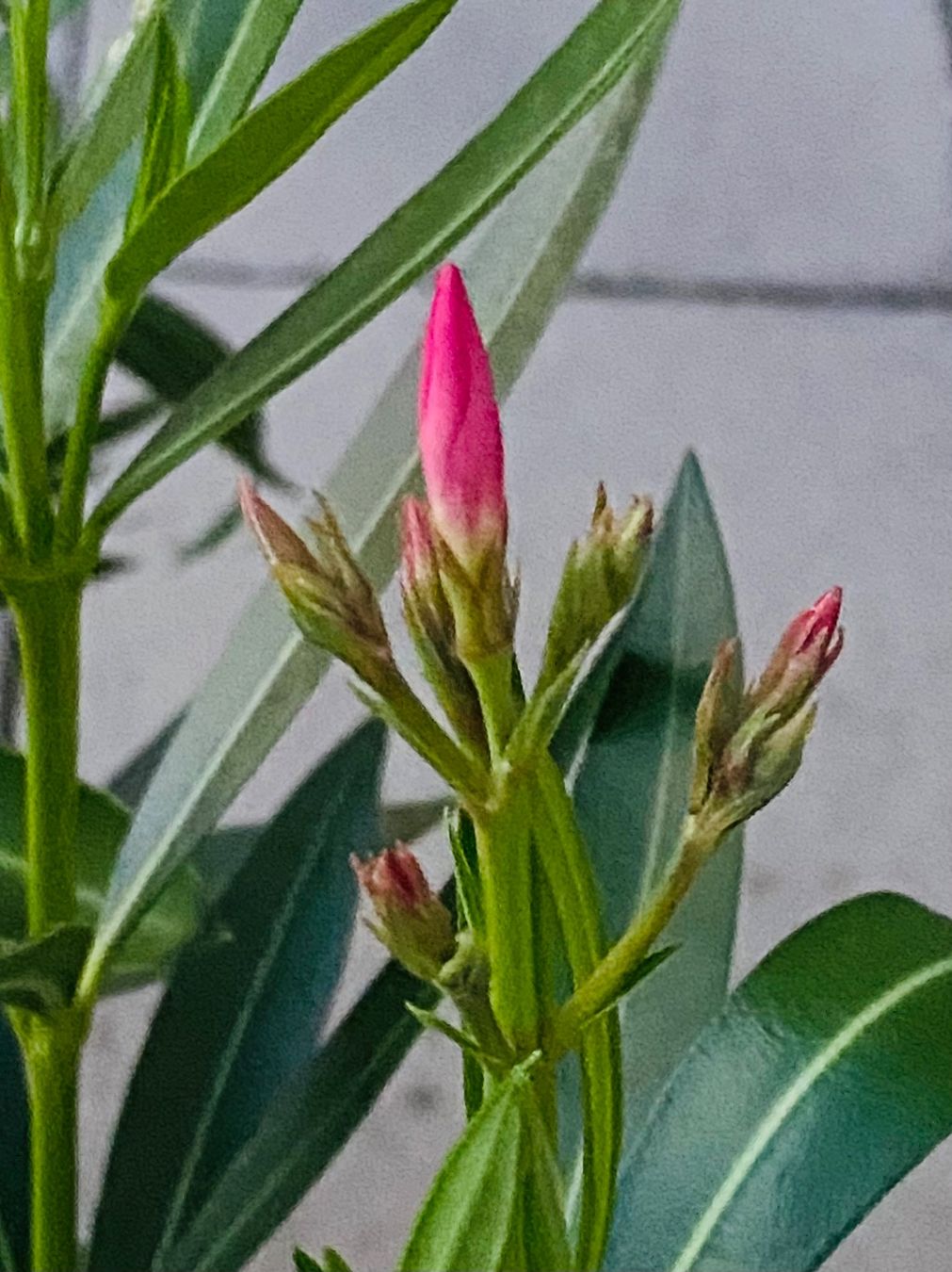 Plantes & graines: Oleander rosa, Höhe 120 cm – Neuf (Voir description) à Alchenflüh par smart- 2