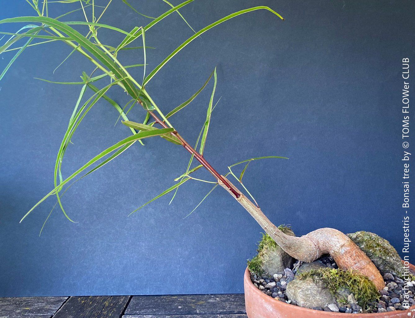 Piante & sementi: Brachychiton Rupestris Bonsai, Flaschenbaum, 50cm – Nuovo e nell'imballaggio originale da Adliswil venduto da TAKEYOURPLANT 7