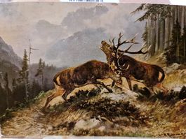 Ansichtskarte Hirsch mit Briefmarke 1908