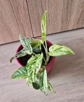 Epipremnum marble variegata