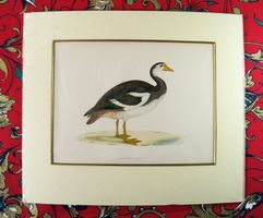 Spoor-winged Goose  Original-Stich, koloriert, wohl 18./19.
