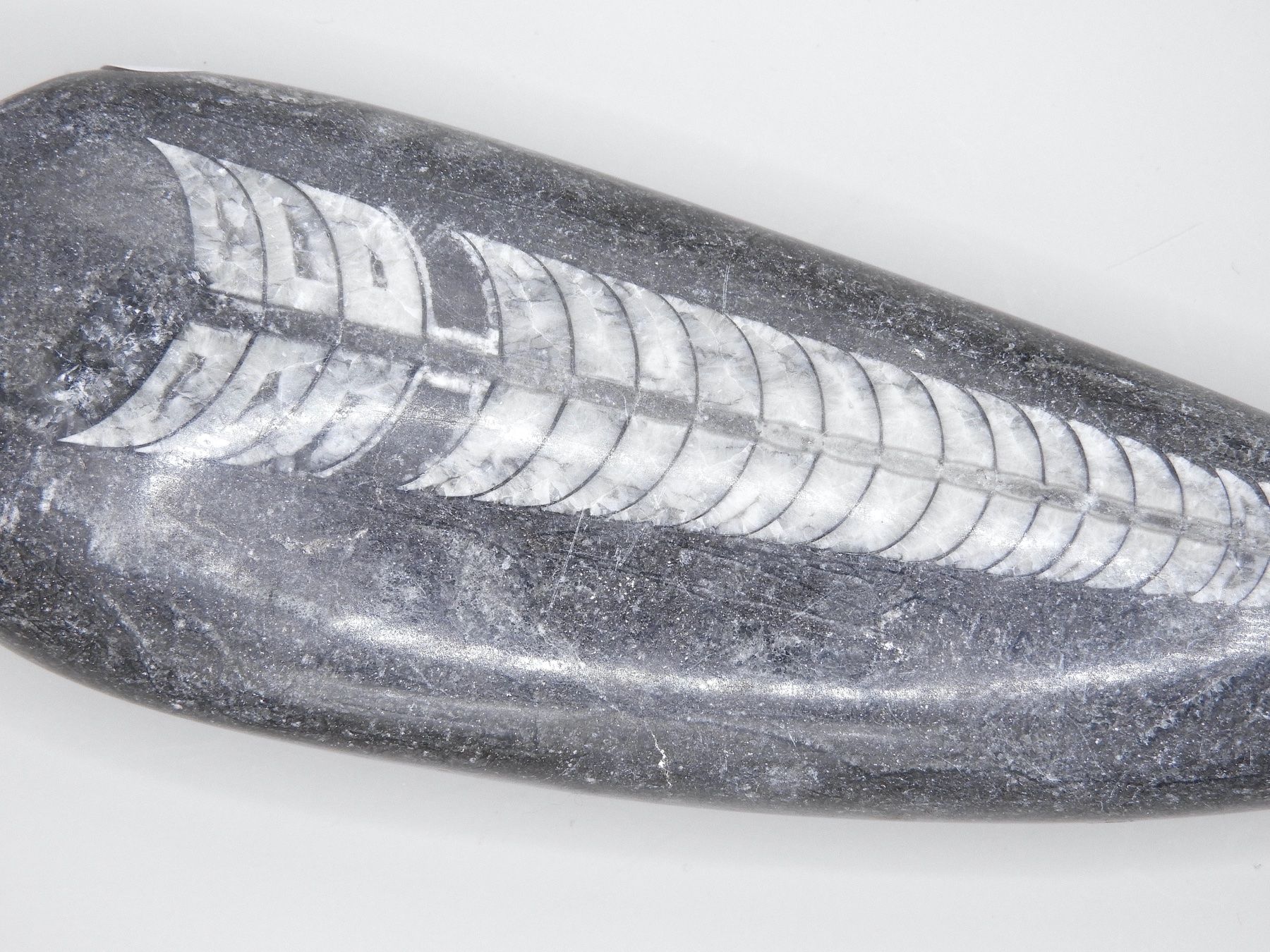 Fossili: Fossil Orthocera 13 cm Einzelstück – Usato da Horw venduto da luzernicus 3