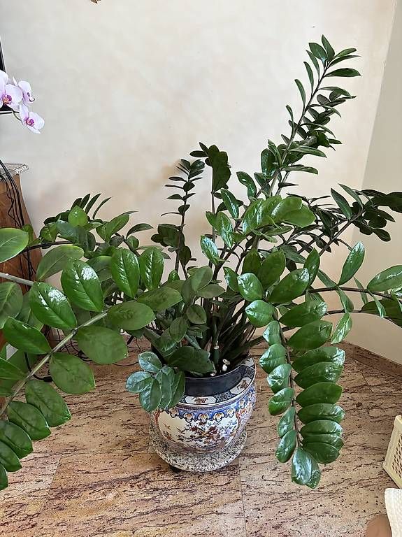 Piante & sementi: Plante verte intérieure – Usato da La Conversion venduto da dia_9csn 1