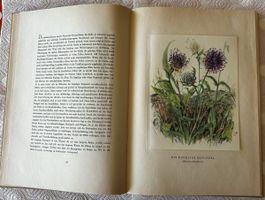 Bergblumen der Heimat, Silva-Album, vollständig, 1946