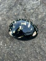 Schwarze Abalone Muschel poliert 147mm