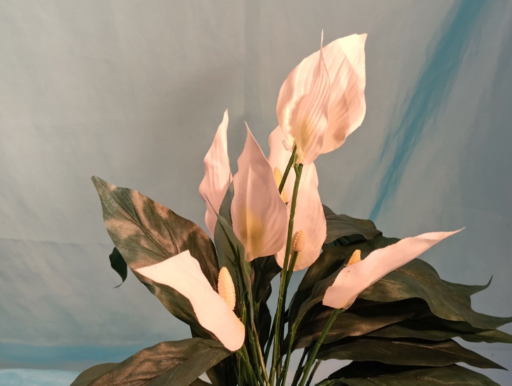 Pflanzen & Samen: Ganze Zimmerpflanze Calla – Gebraucht aus Bellach von JingleCherry 1