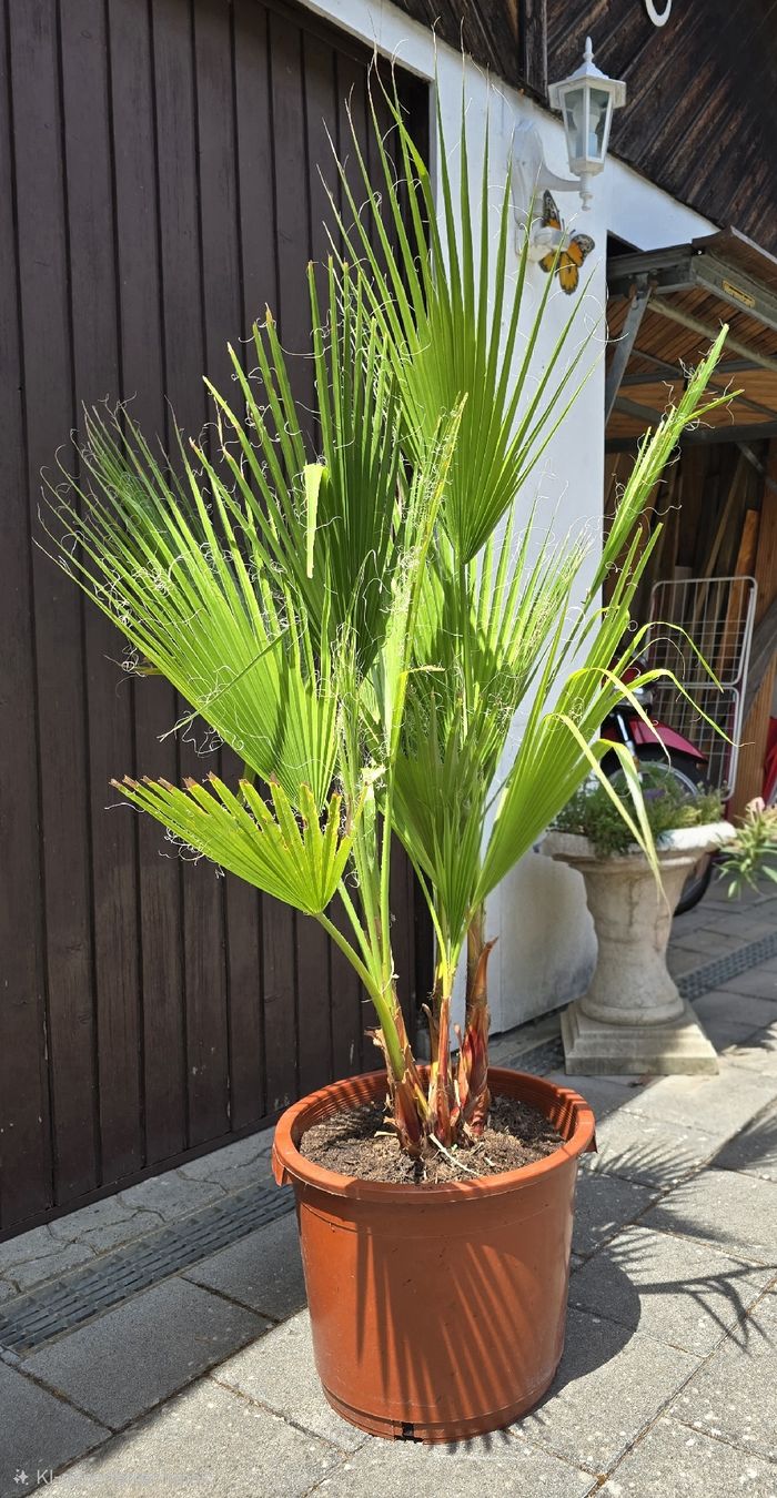 Plantes & graines: Washington robusta Palme – D'occasion à Aarburg par popkorn65 1