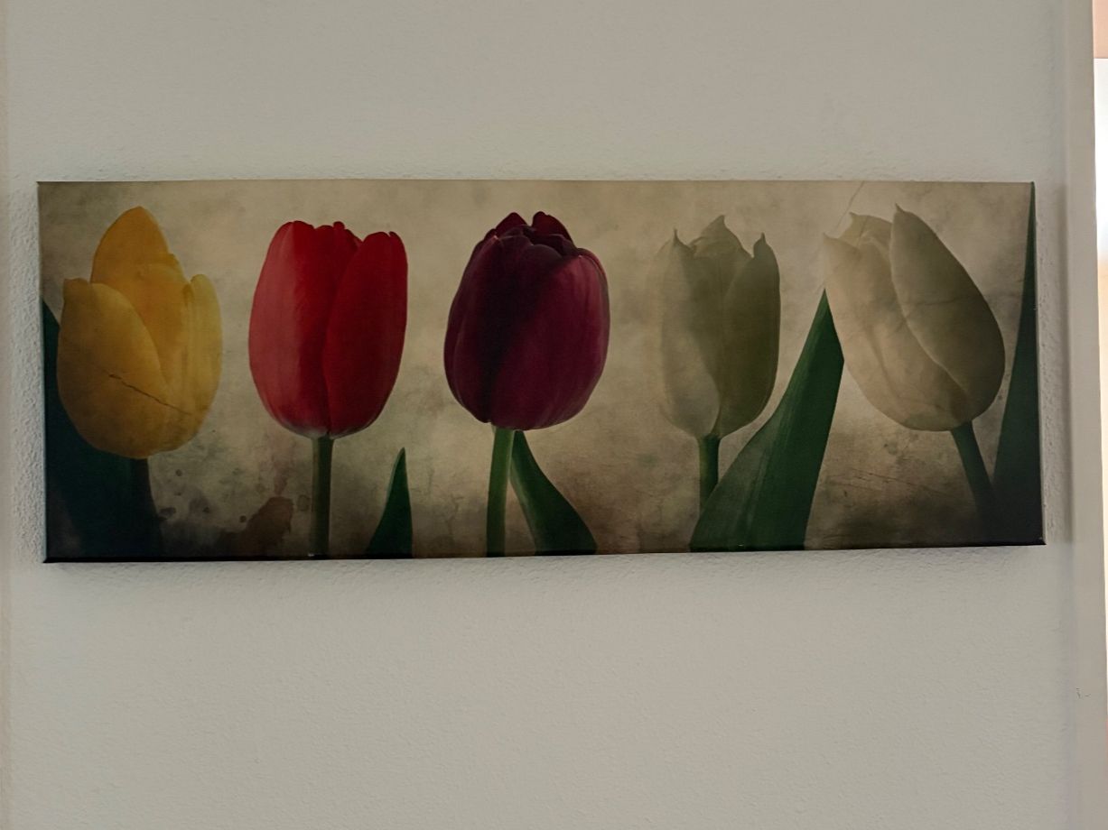 Foto & Immagini: Druck, 5 Tulpen – Usato da Maur venduto da immer_wieder