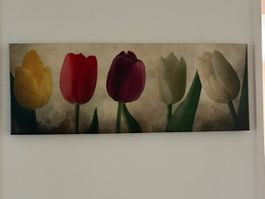 Druck, 5 Tulpen