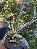 Aloe Vera mehrfarbig zu verkaufen. Handzucht, 2 jährig