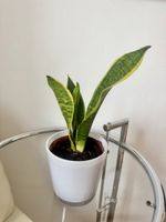 🌿 Sansevieria / Schwiegermutterzunge – junge Pflanze