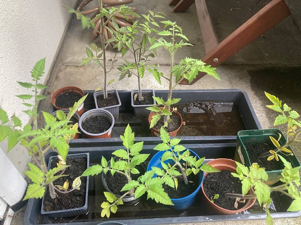 Piante & sementi: Verschieden Tomatenpflanzen – Usato da Grellingen venduto da Jazzy09