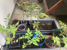Verschieden Tomatenpflanzen
