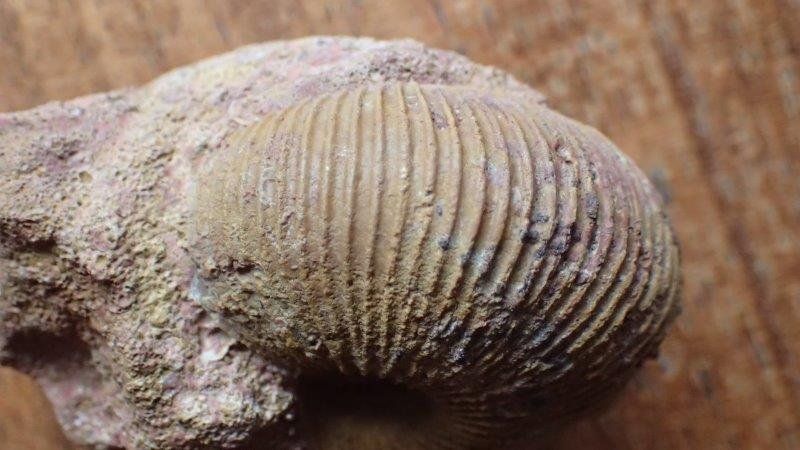 Fossili: schöner Ammonit aus Anwil  BL – Usato da Rickenbach BL venduto da Oktober68 4