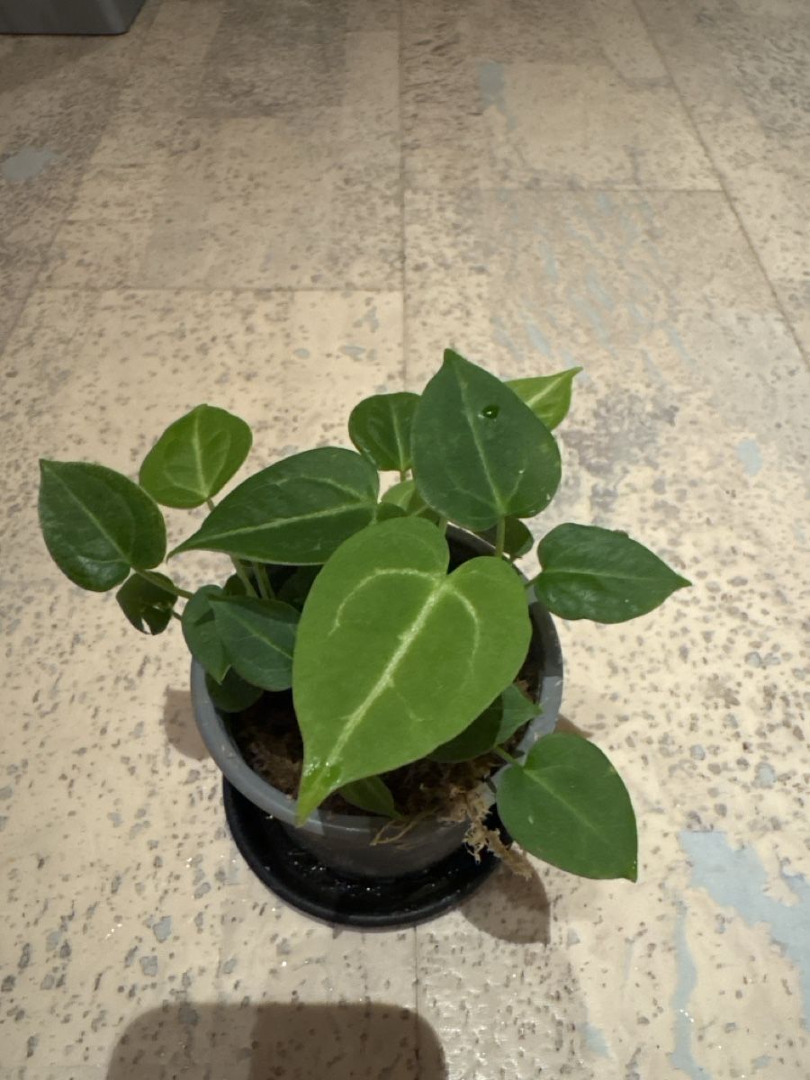 Piante & sementi: Anthurium Hybrid – Usato da Niederbüren venduto da Monde09