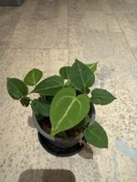 Anthurium Hybrid
