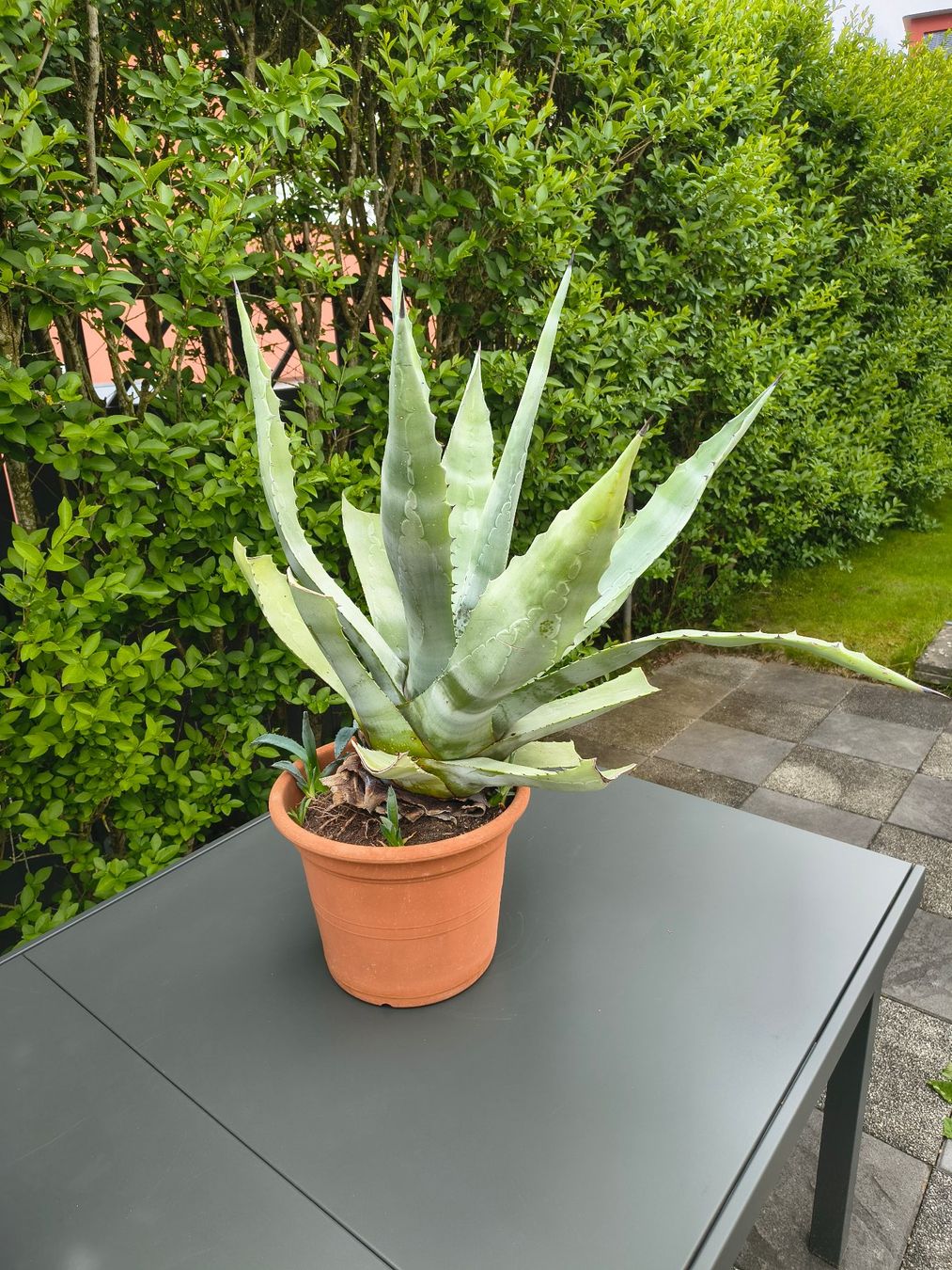Piante & sementi: Agave – Usato da Emmenbrücke venduto da Schurs