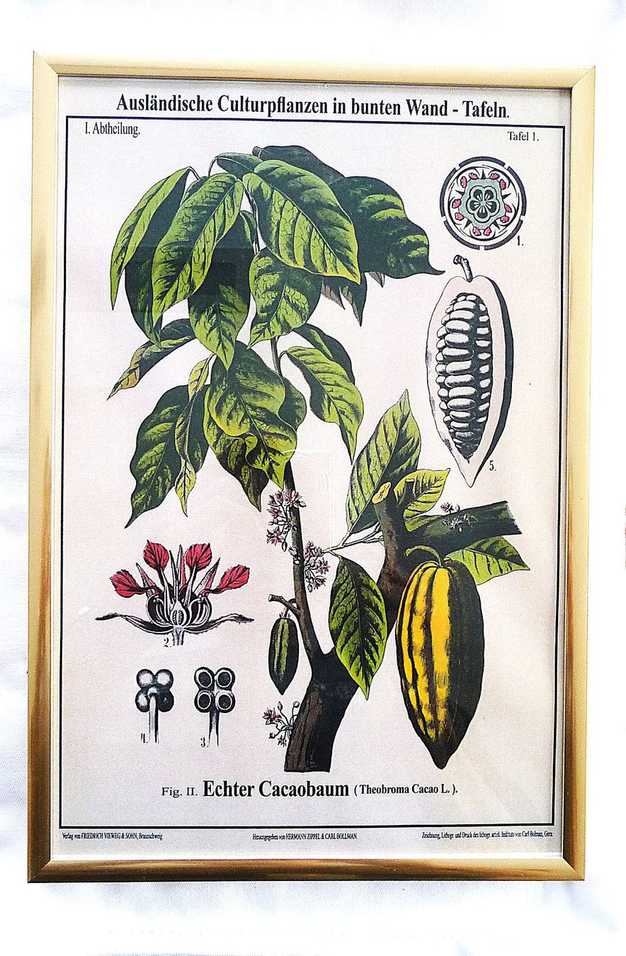 Grafica & Litografie: Botanische Wandtafel "Echter Cacaobaum" – Usato da Wädenswil venduto da angela116