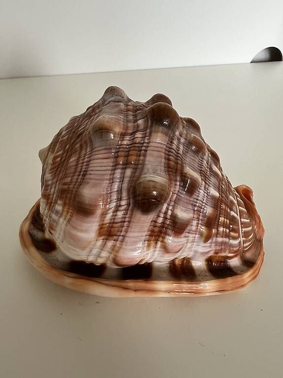 Fossilien: Natürlich stachelige Muschelschale – Gebraucht aus Geroldswil von Nadine_Bosshard