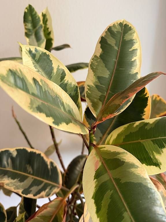 Pflanzen & Samen: Ficus Pflanze – Gebraucht aus Zürich von Lallilu 1