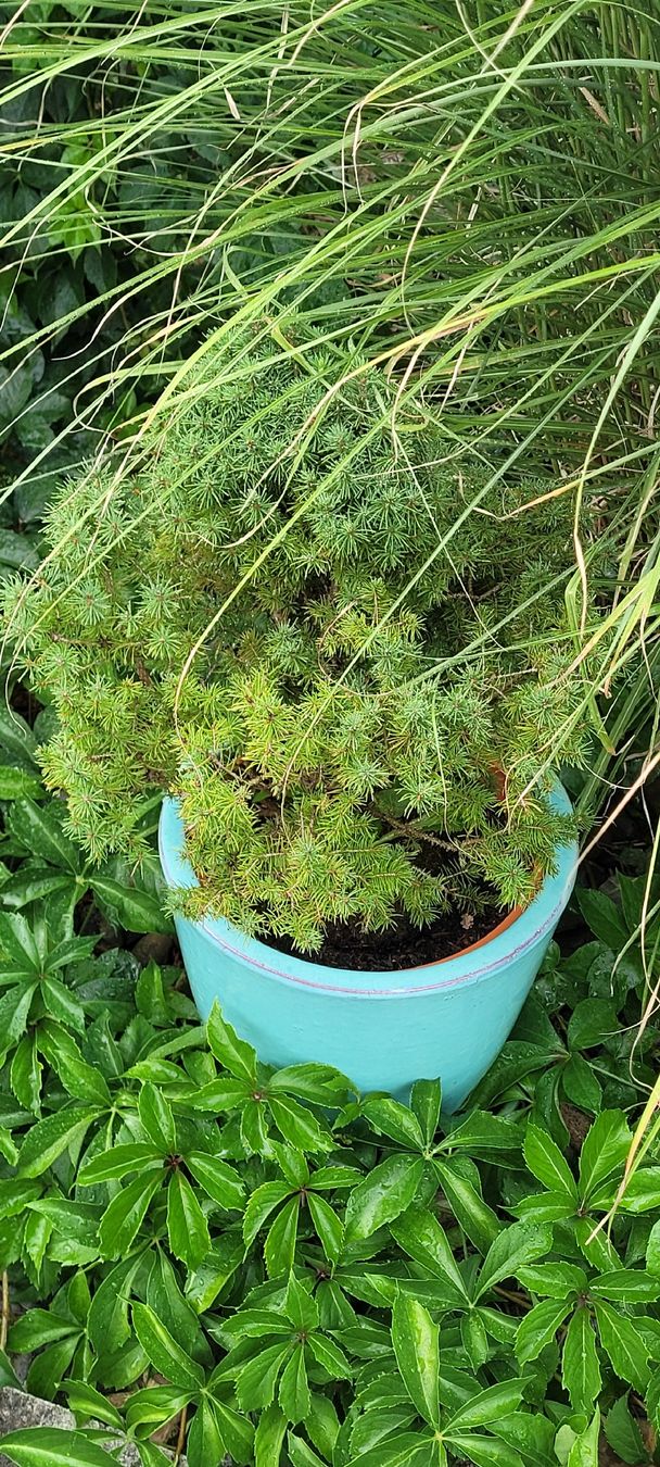 Piante & sementi: Zuckerhutfichte - Picea Glauca Conica – Usato da Grosshöchstetten venduto da Dirue 1
