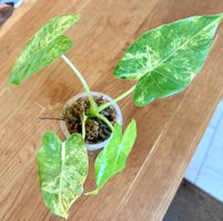 Alocasia Gageana Aurea