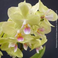 Phalaenopsis Freedanzo Canary - süsse Schmetterlingsorchidee