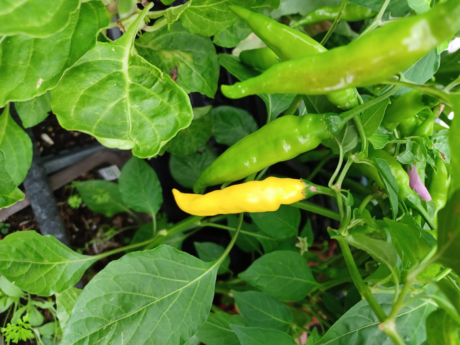 Pflanzen & Samen: Samen Chili Lemon Drop 2025 10Stk. – Gebraucht aus Schwaderloch von bademeister79
