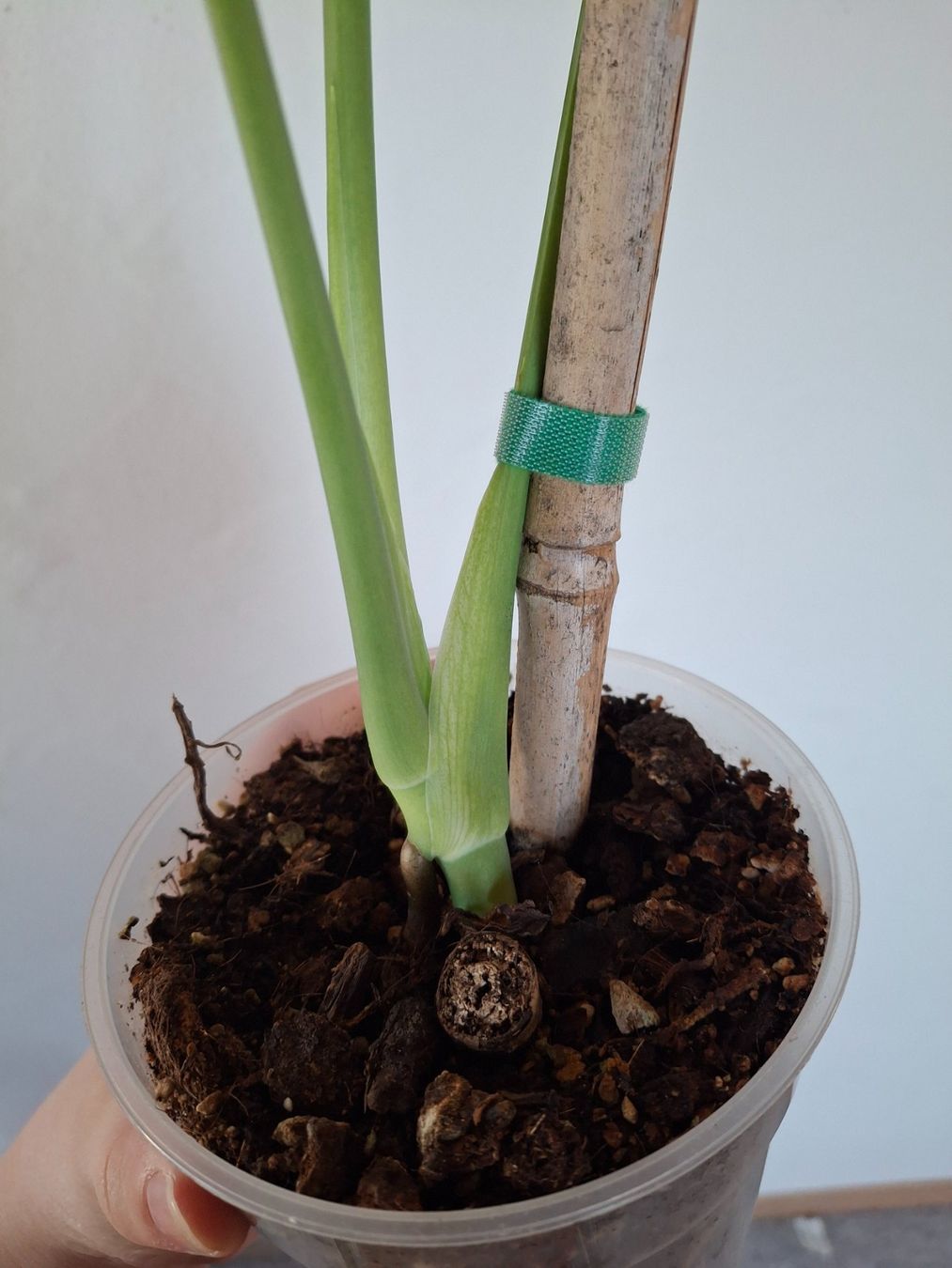 Piante & sementi: Monstera Deliciosa/Fensterblatt – Nuovo (secondo la descrizione) da Wila venduto da mal_e_na 2