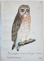 AQUARELLE XIX.ÈME SUR PAPIER "HIBOU DES MARAIS"