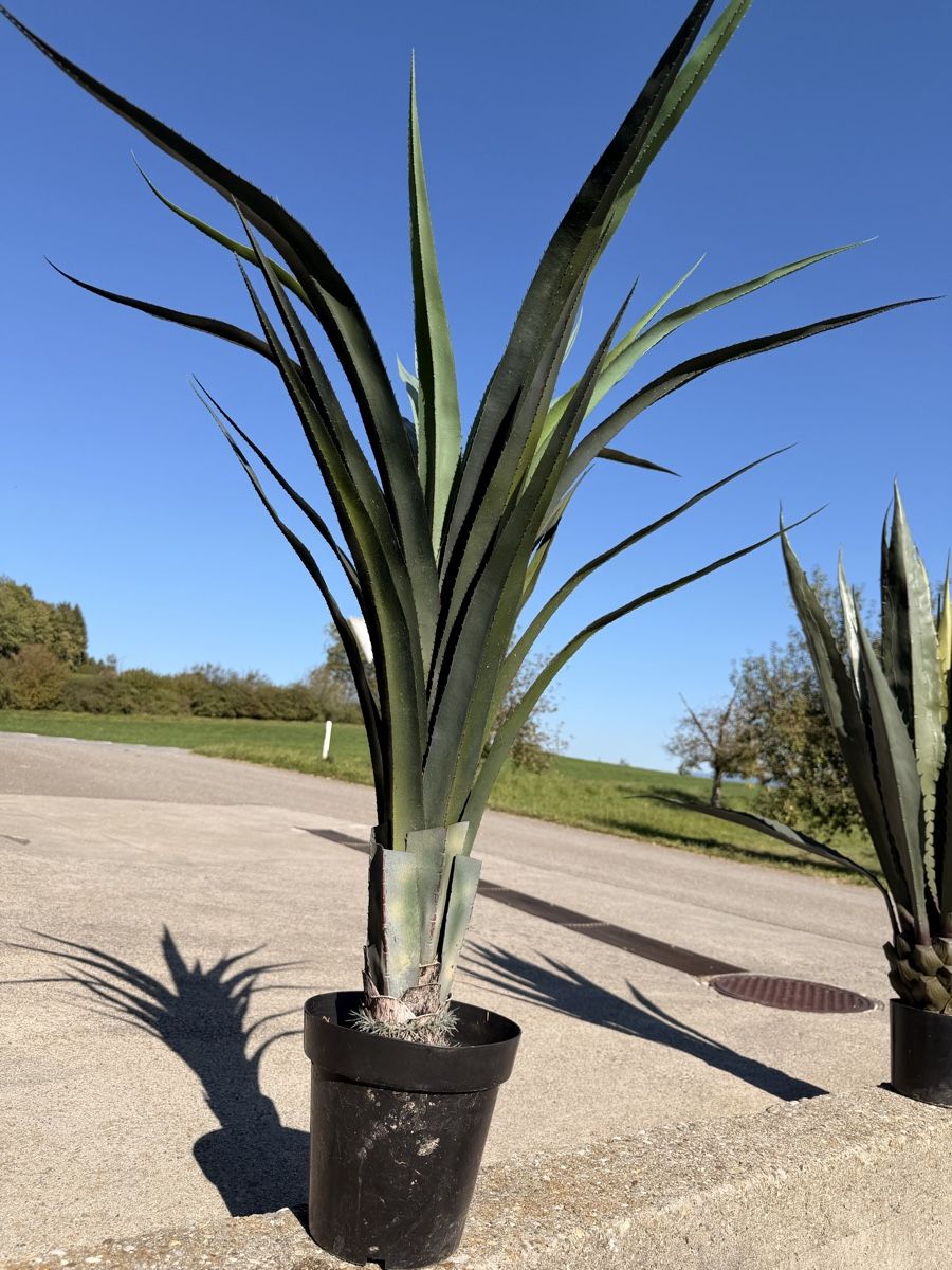 Piante & sementi: Agave Kunstpflanze im Topf  – Usato da Eschenbach LU venduto da Syrah3