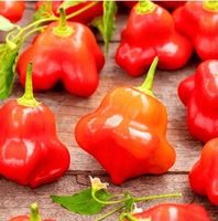 Chili „Beautiful Bell“, 200.000 SHU/ 5 Samen