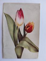 Alte Ansichtskarte mit Frühlings-Tulpen Motiv, Top!1908