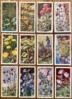 1959 - 12 Vintage WILD FLOWERS Sammelbilder England Botanik