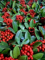 Seltene Garten Pflanze 30-40 cm: "SKIMMIA TEMPTATION RED"
