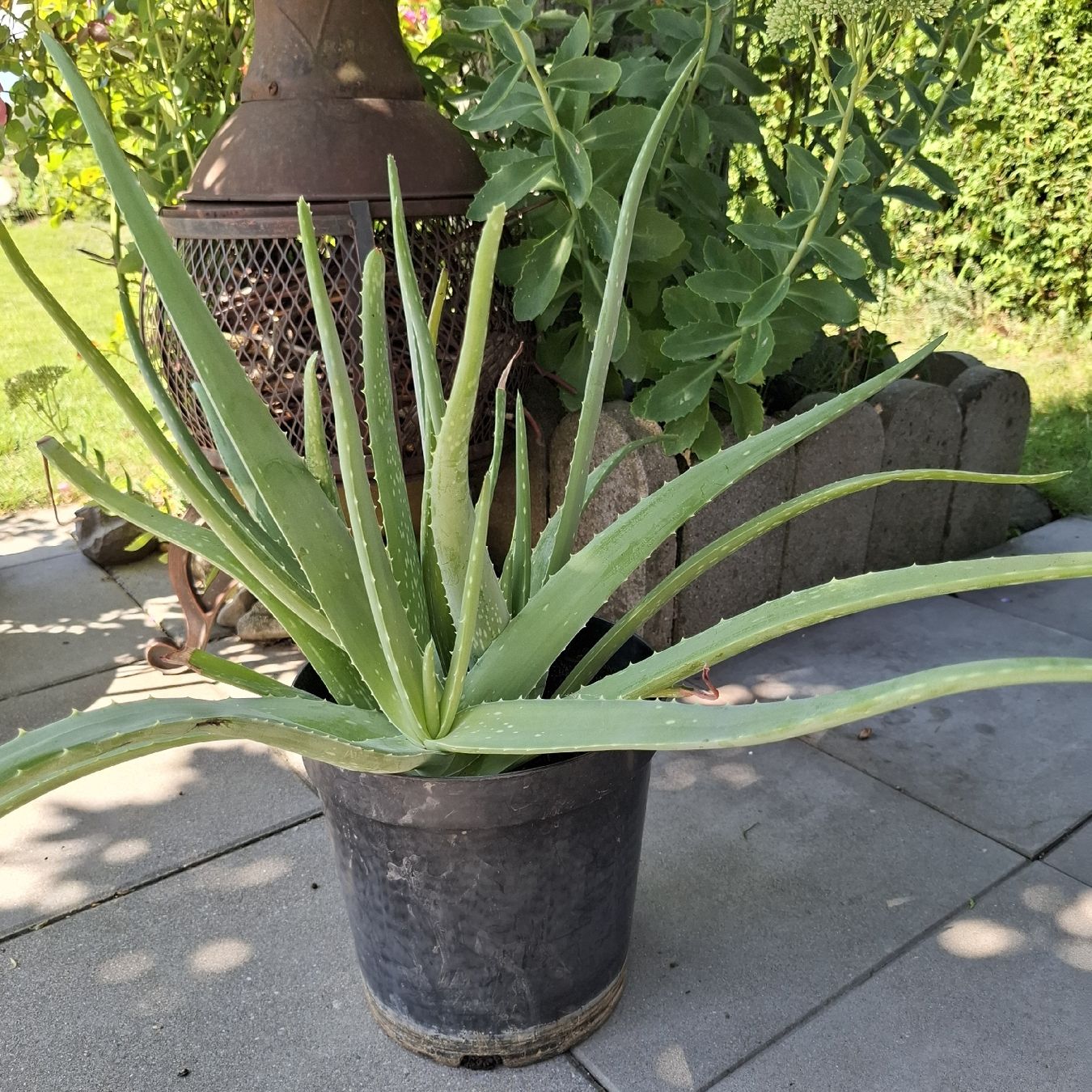 Piante & sementi: Aloe Vera Pflanze im Topf  – Usato da Emmen venduto da Tigerlady