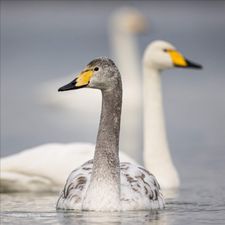 Profile image of Calidris