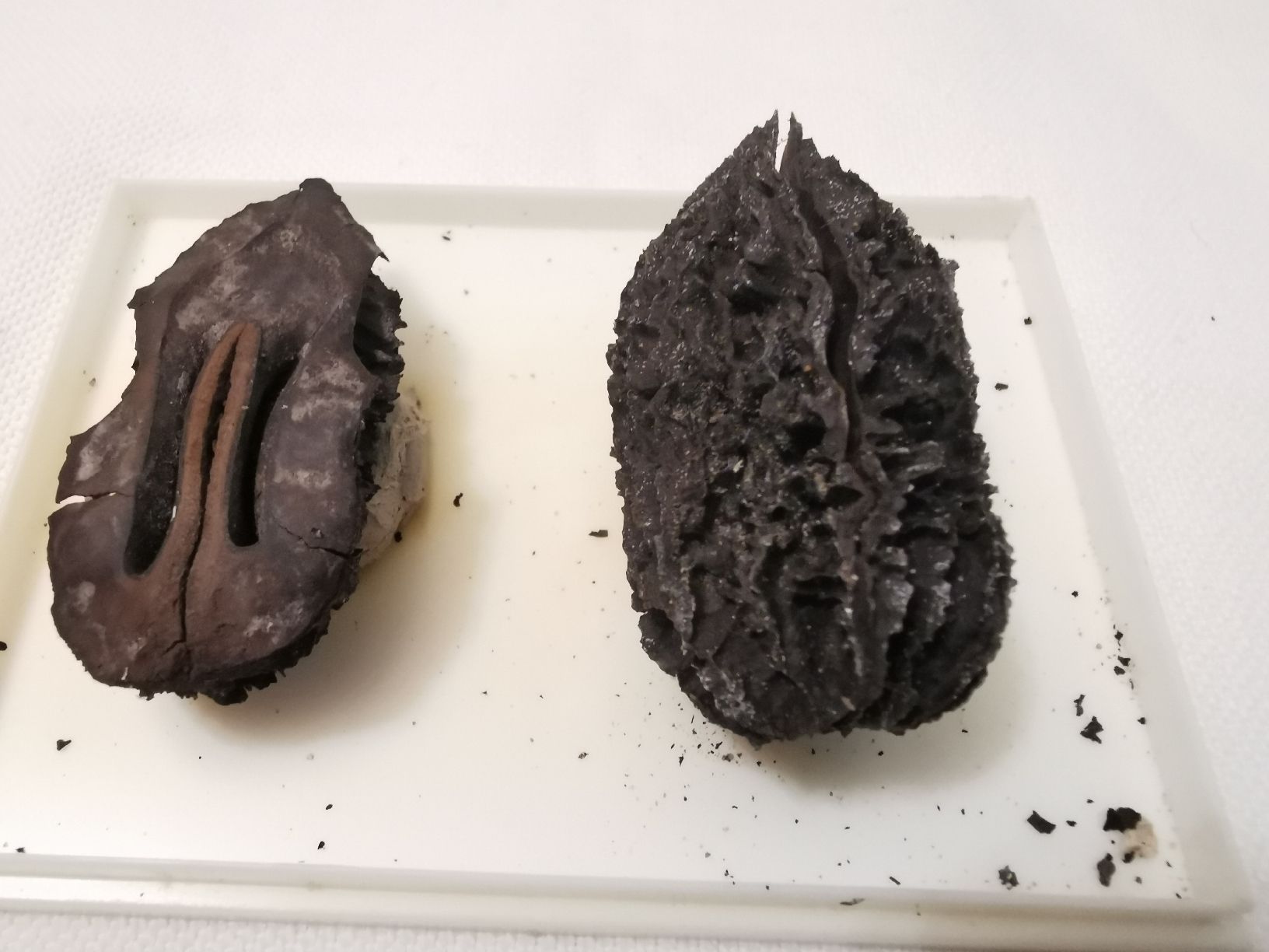 Fossiles: Juglans bergomensis – D'occasion à Basel par Treasurehunter