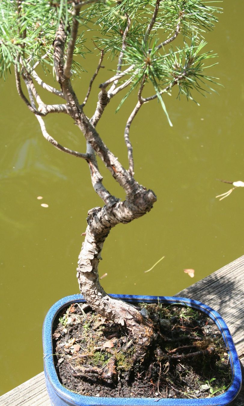 Piante & sementi: BONSAI  -  Bergkiefer – Usato da Gretzenbach venduto da Sikim 3