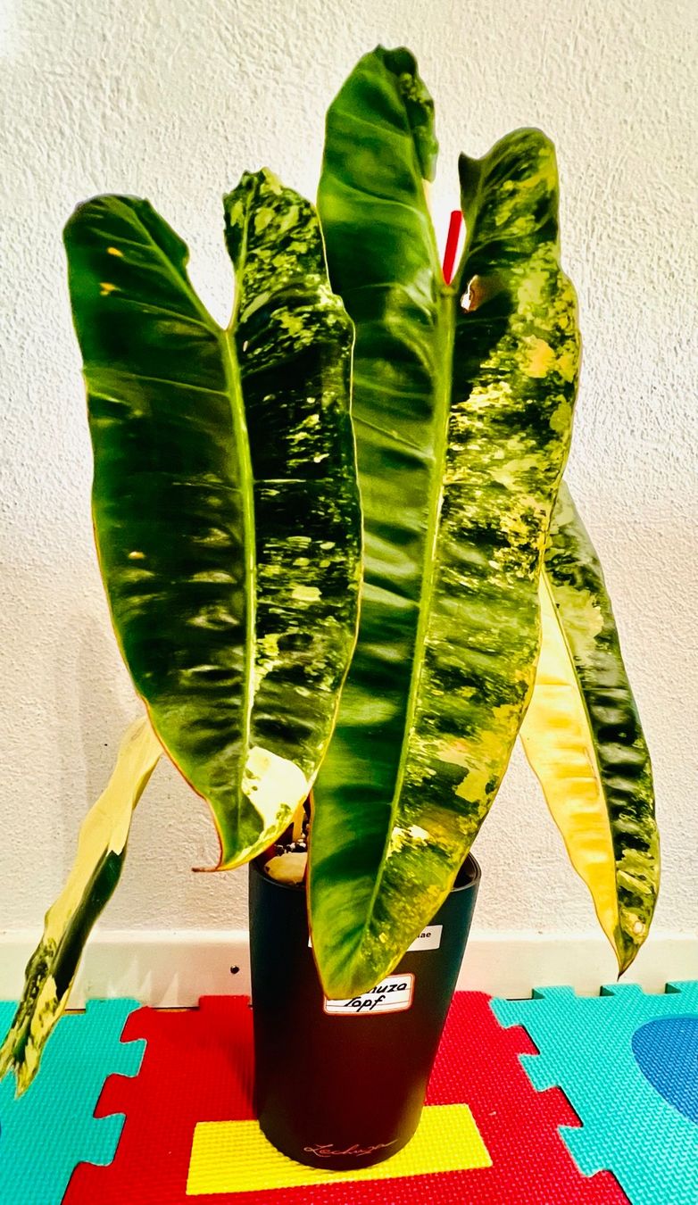 Pflanzen & Samen: Philodendron Billietiae variegated – Gebraucht aus Zofingen von Erfolg1957