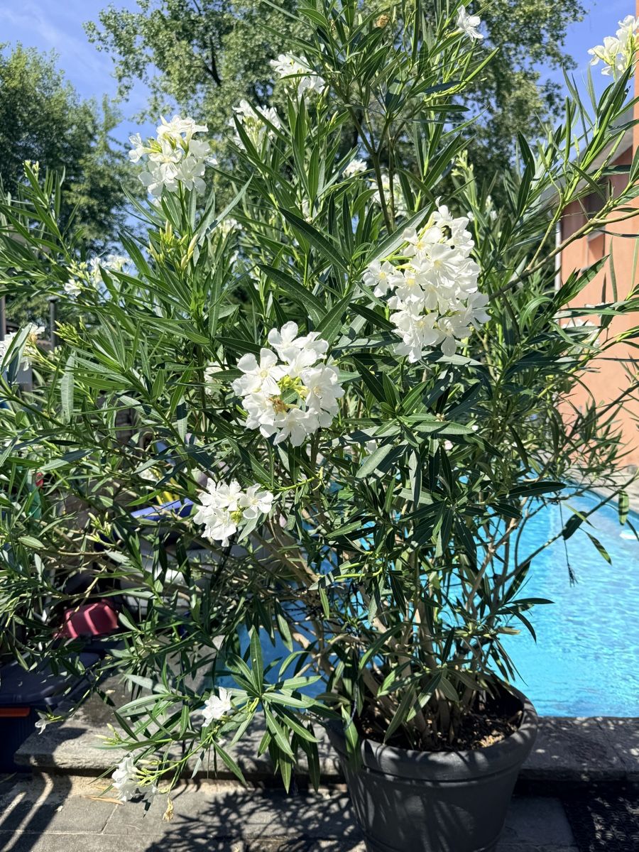 Pflanzen & Samen: Prächtige Oleander Pflanzen – Gebraucht aus Basel von oellifarm 2