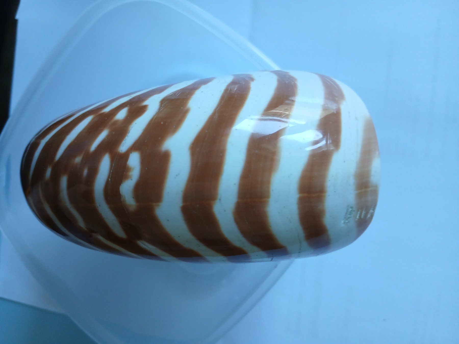 Tutte le decorazioni: Nautilus Muschel – Usato da Zürich venduto da Mephisto87 8