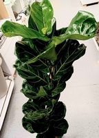 Schöne Zierpflanze XL : 80-100 cm "FICUS LYRATA"🌱 Belle pla