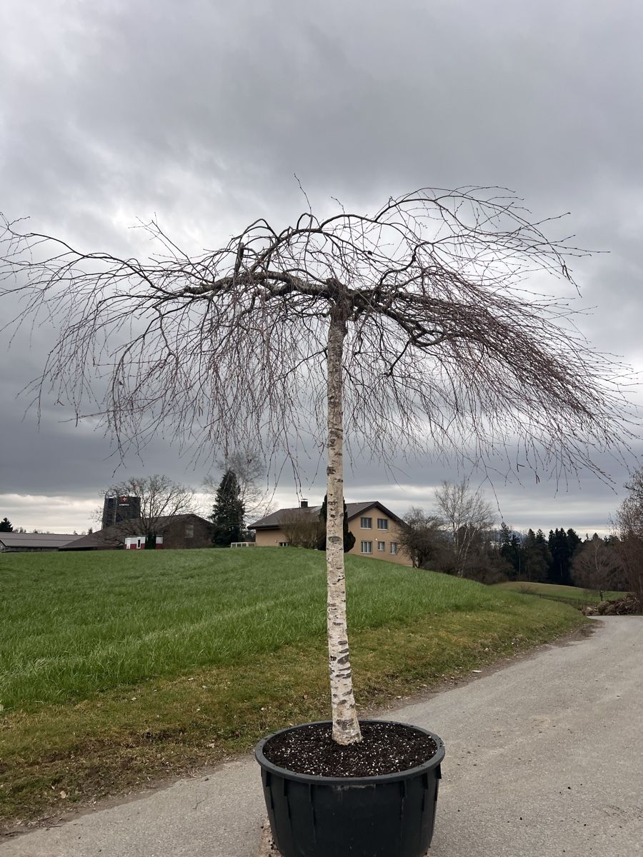 Piante & sementi: Hänge Birke in Schirmform – Usato da Stallikon venduto da Boeschmar 4