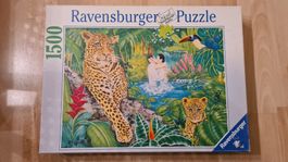Regenwald
