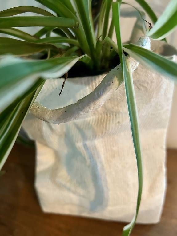Piante & sementi: Lilie in der Tasche  – Usato da Frauenfeld venduto da Irene.Schuppli 3