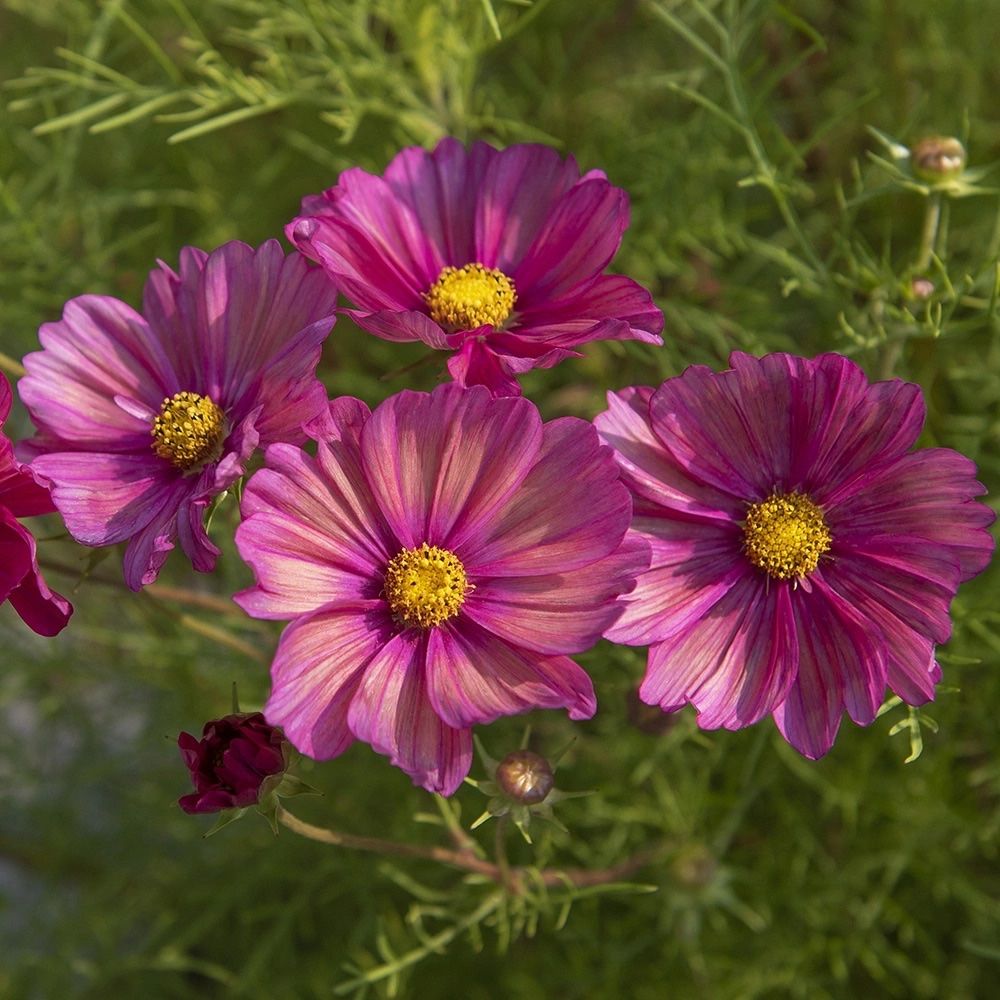 Piante & sementi: 30 Samen Cosmea XSENIA Schmuckkörbchen – Nuovo (secondo la descrizione) da Ehrendingen venduto da VerveinaSamen 3
